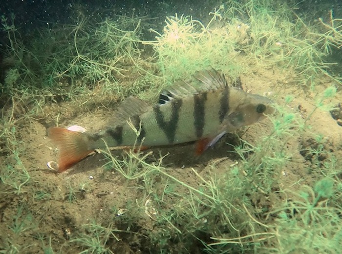 Dinsdagavondduik: Groote Wielen